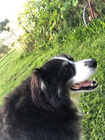 Badger looking happy in a very green, overflowing garden