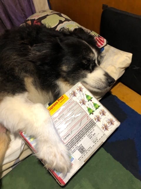 Badger cuddling his mail.